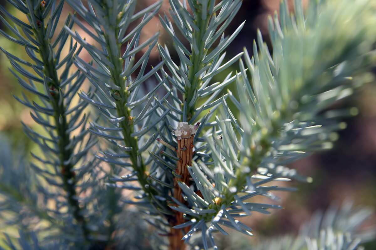 blue-spruce-1