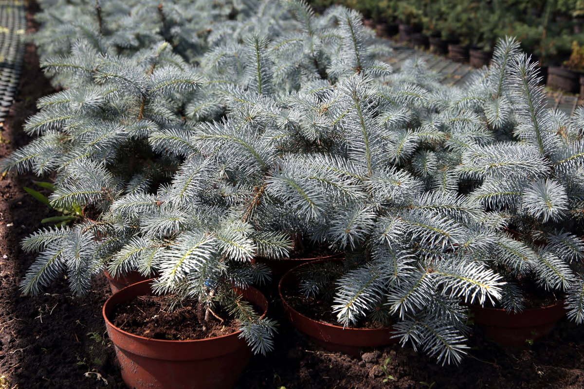 blue-spruce-2