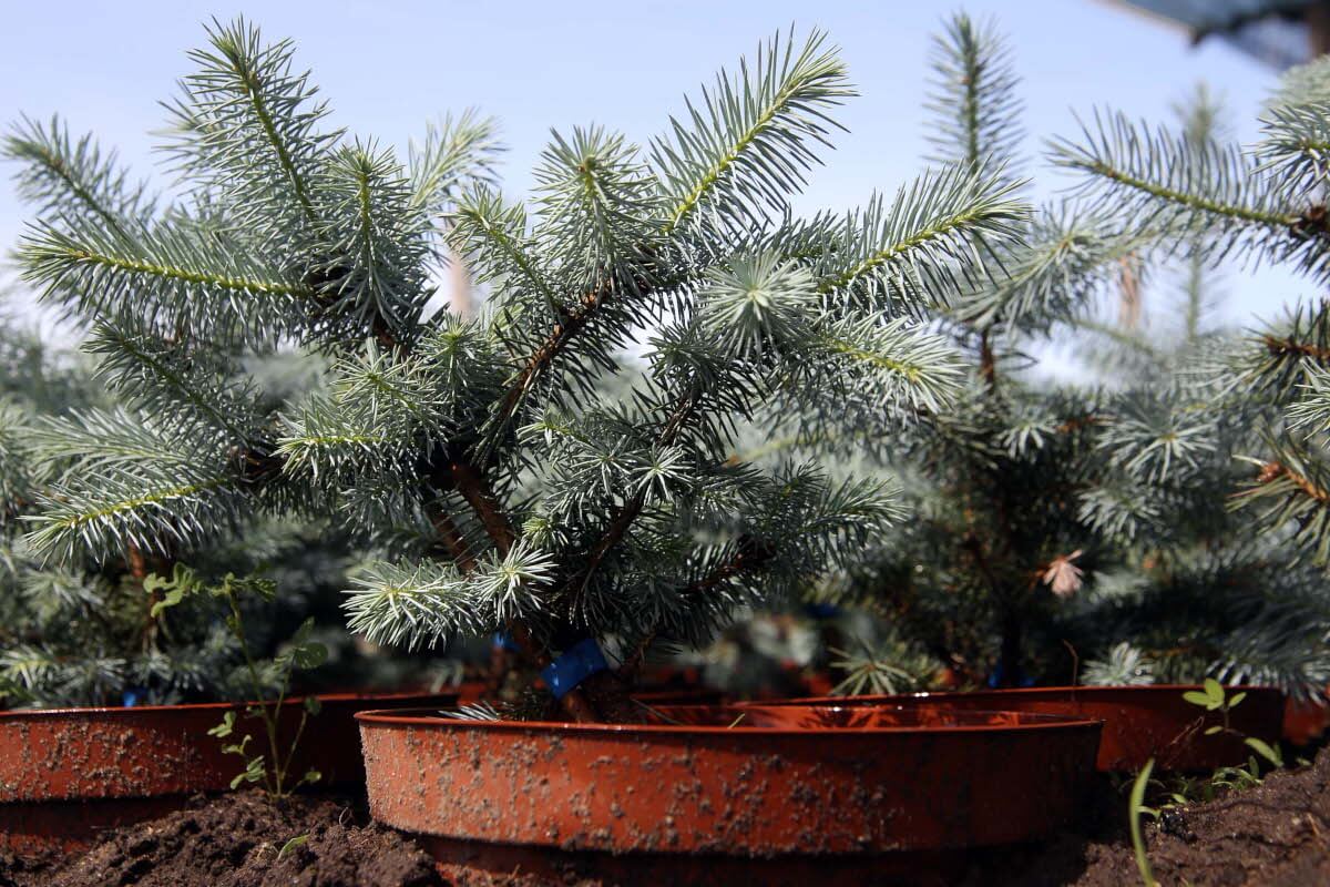 blue-spruce-3