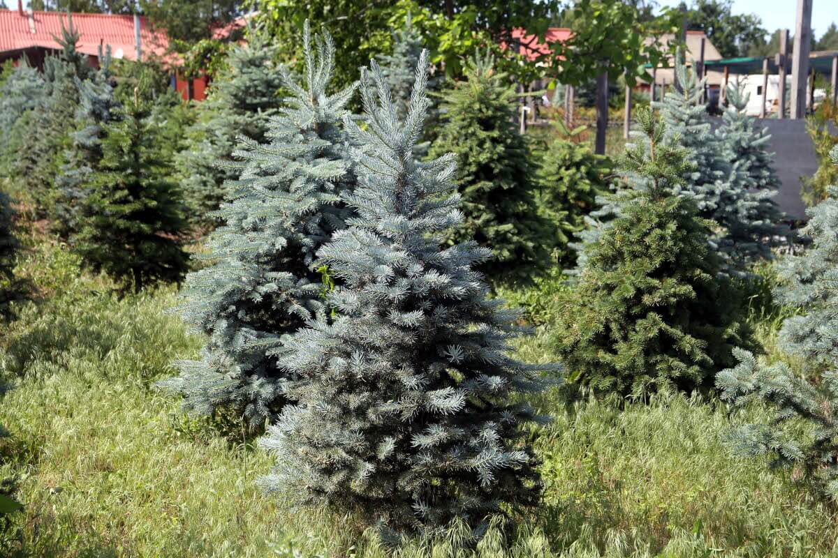 blue-spruce-4