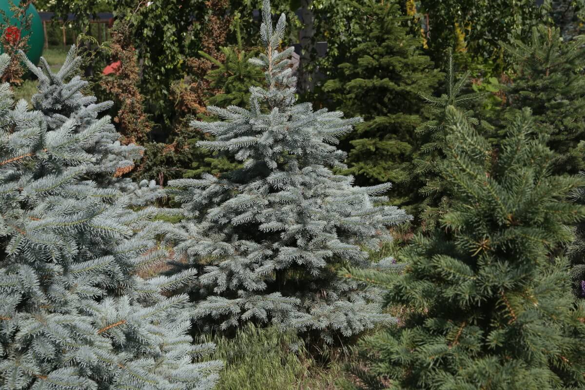 blue-spruce-5