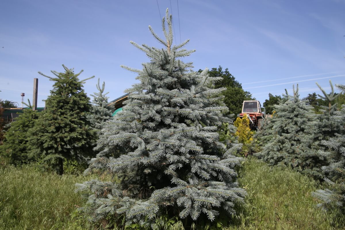 blue-spruce-6
