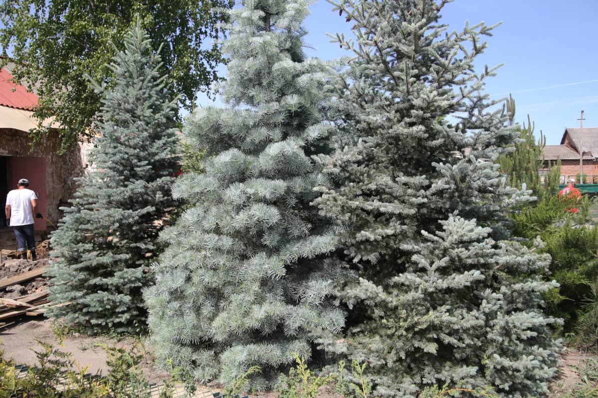 blue-spruce-7