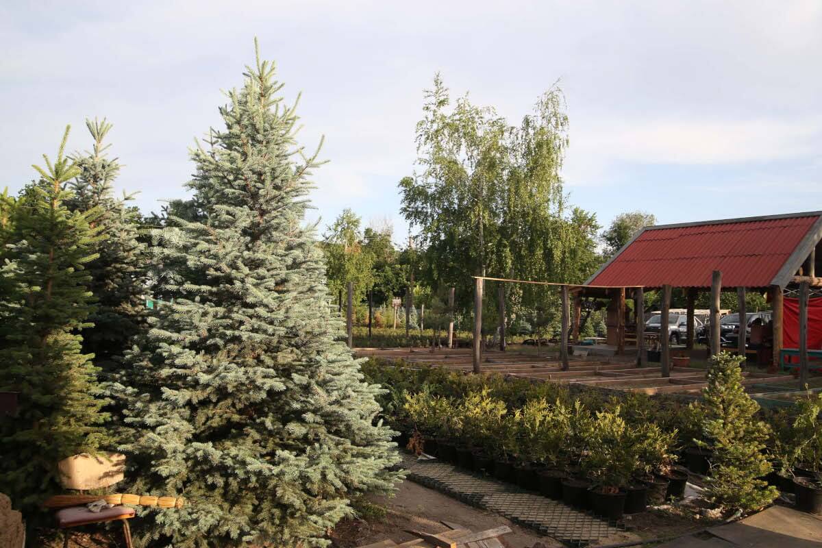 blue-spruce-8