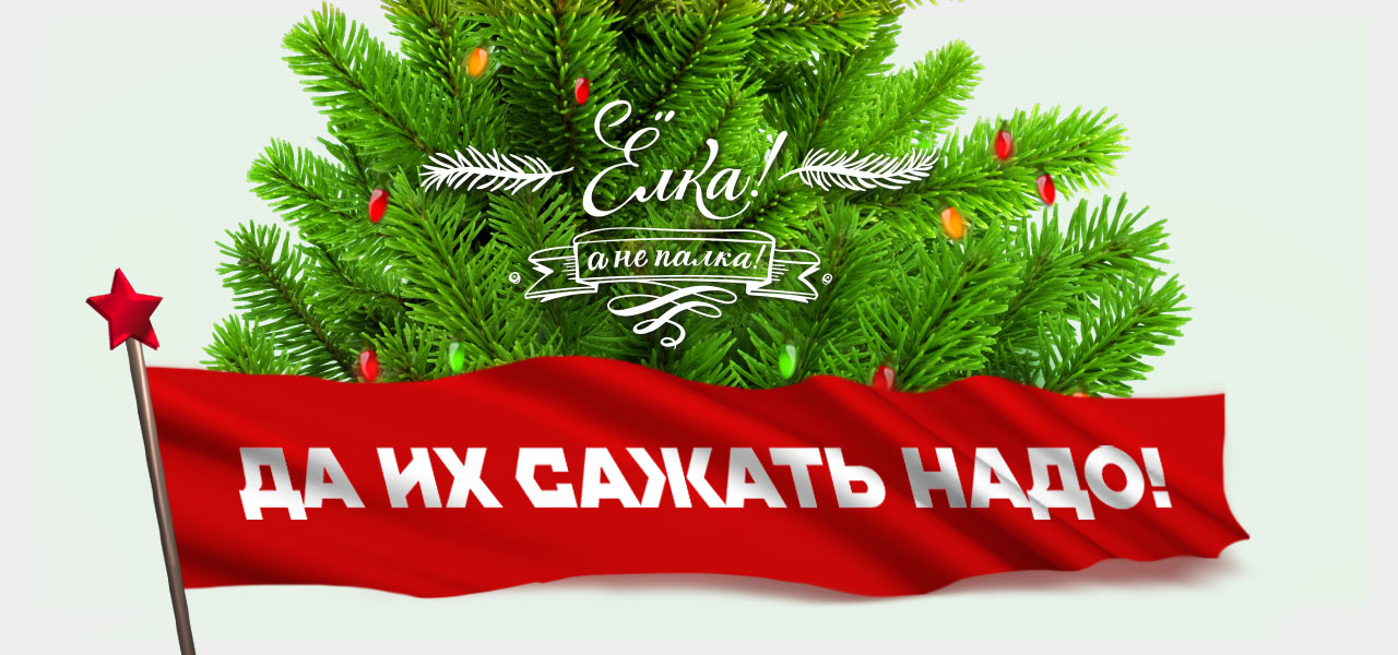 Инструкция по посадке хвойного дерева