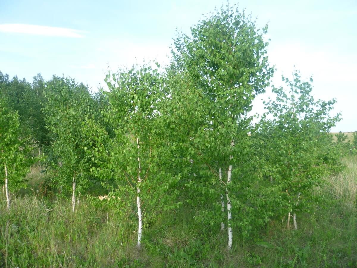 Берёза