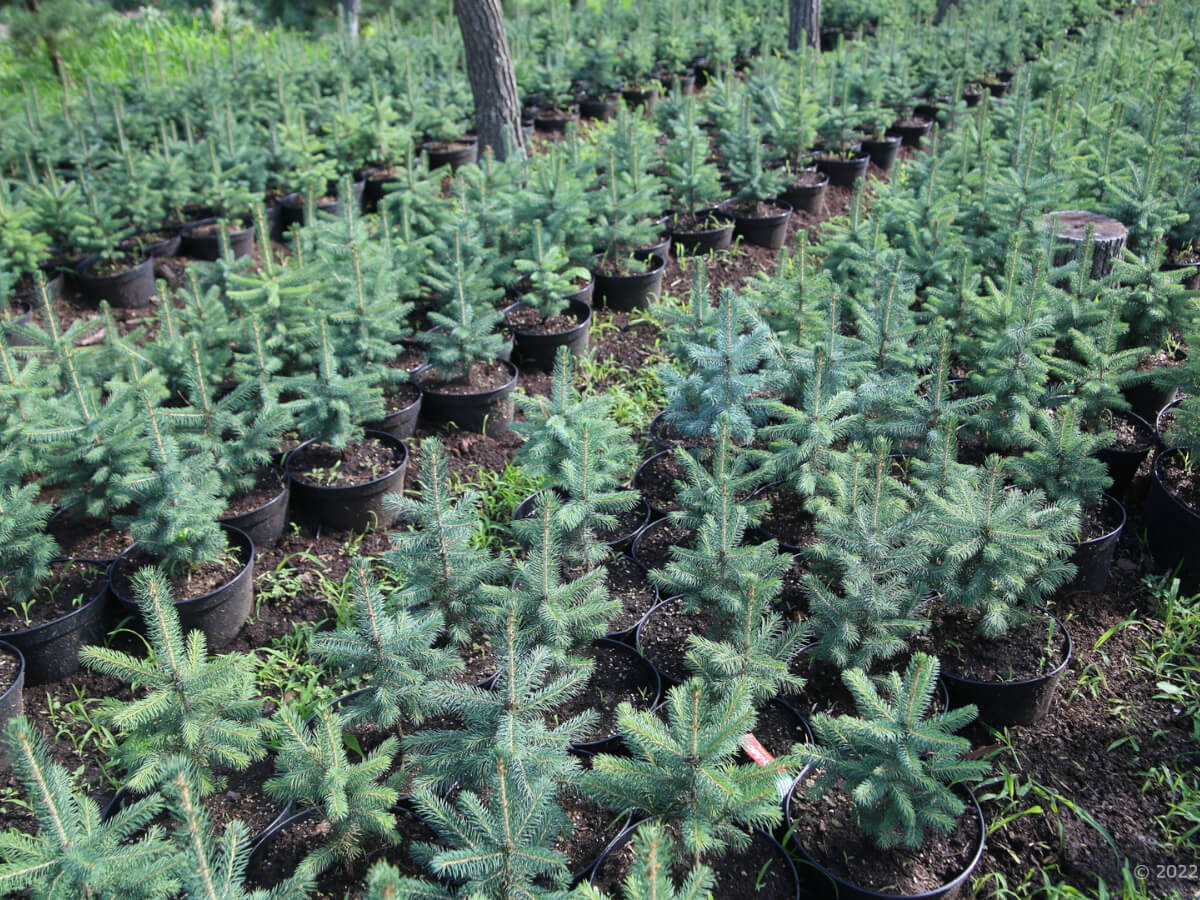 el-golubaya-pot-4