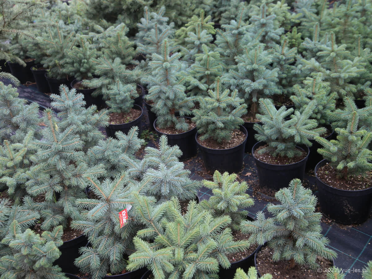 el-golubaya-pot-8