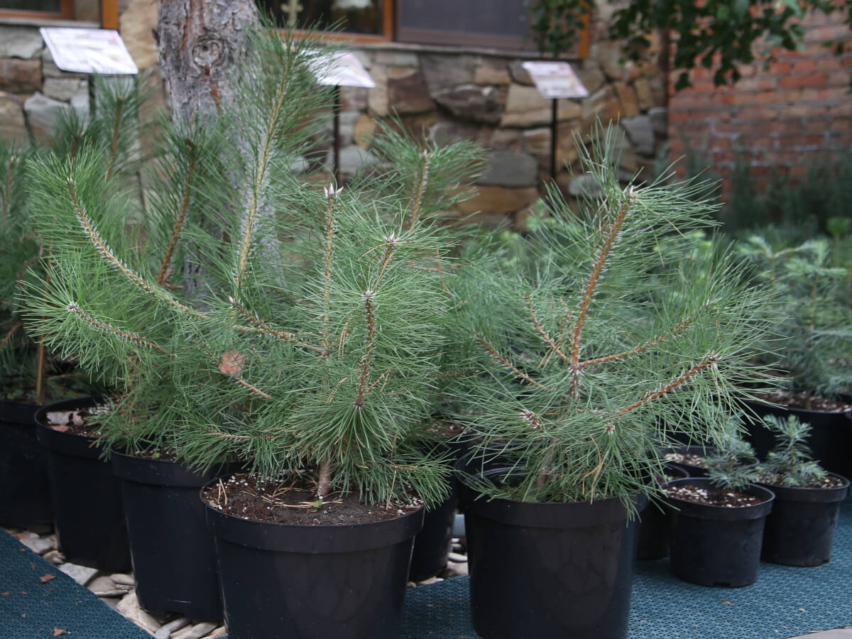 gallery-pot-7