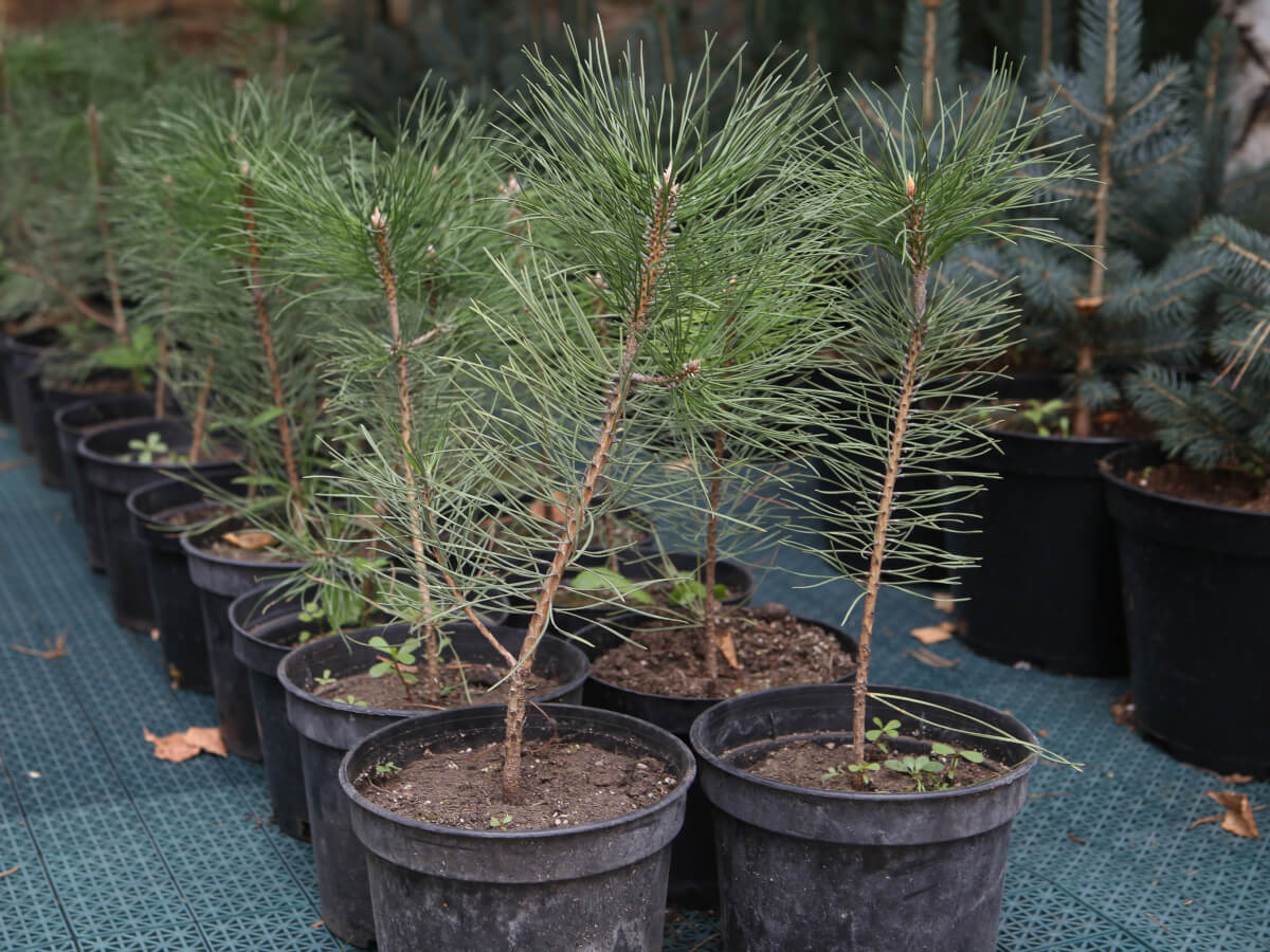 gallery-pot-8