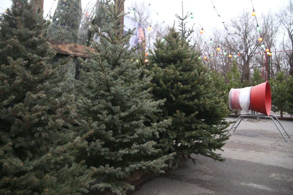 Голубая ель на елочном базаре