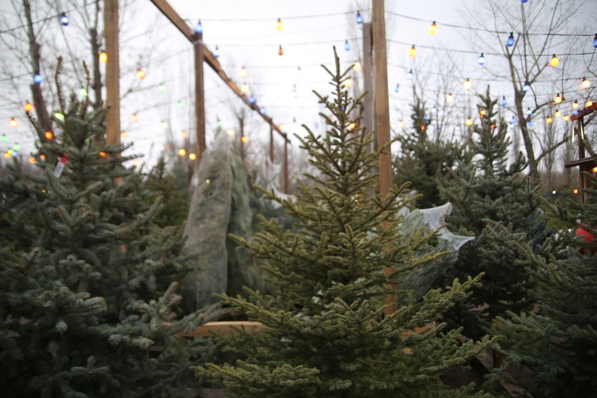 IMG 4480