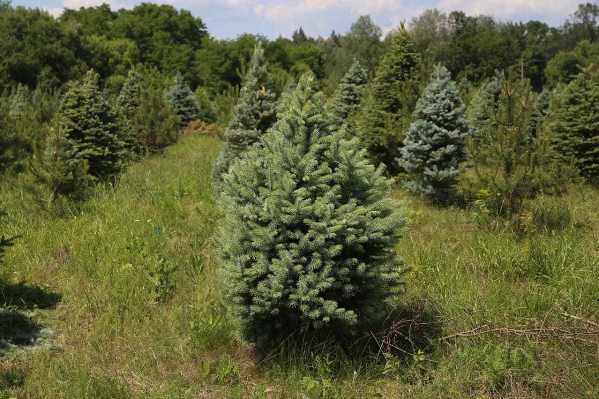 IMG 0273