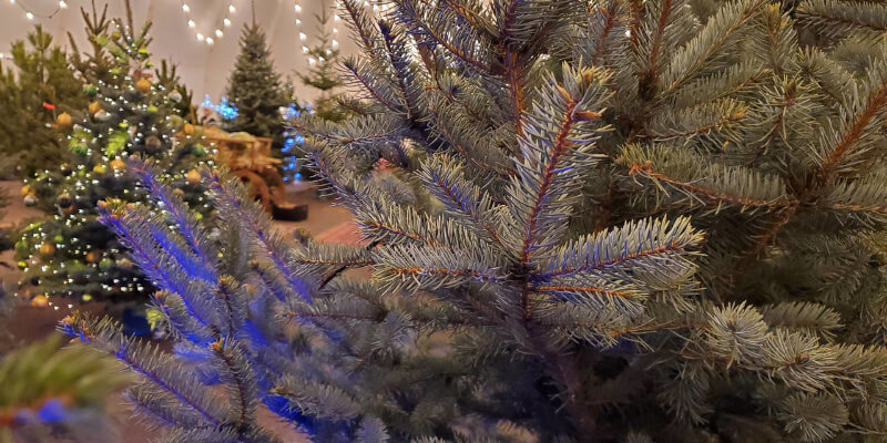 Ёлочный базар на стадионе СКА