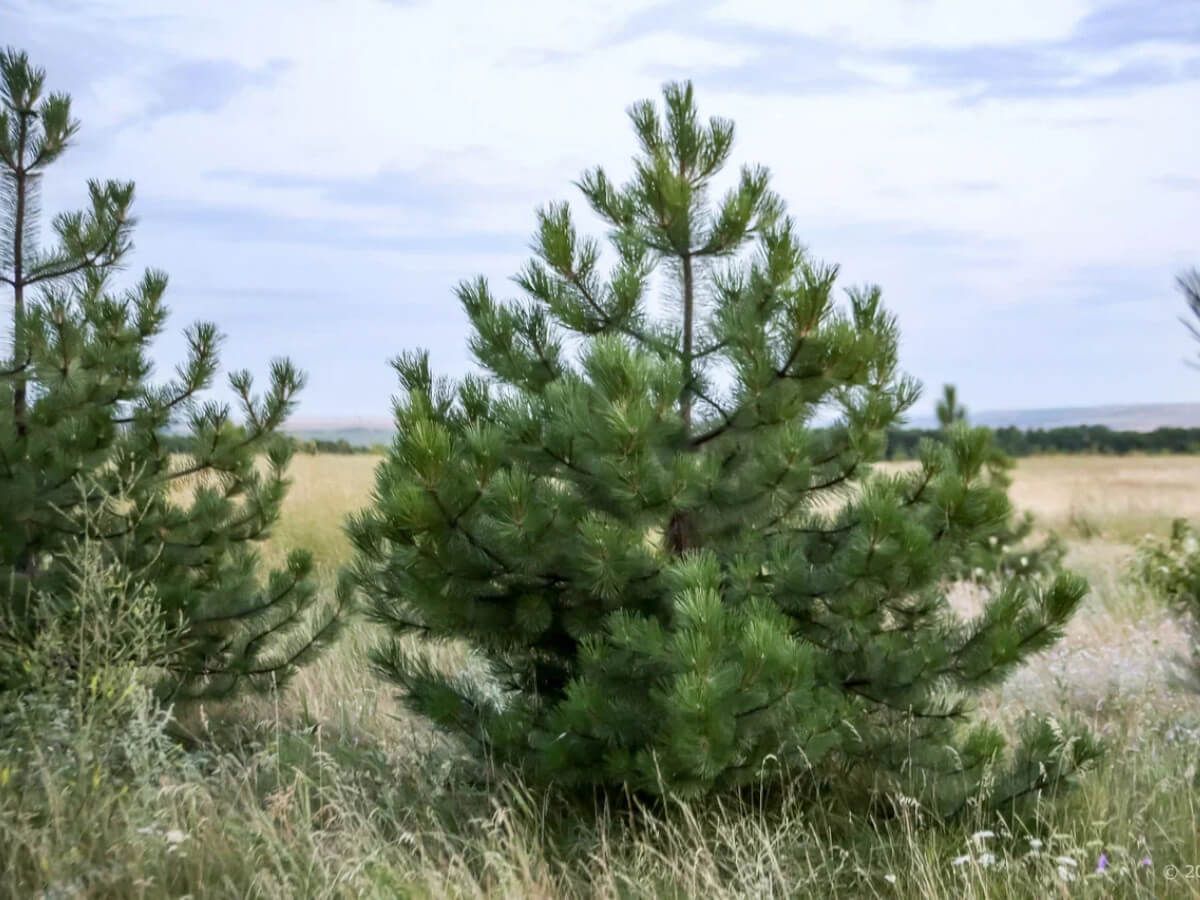 Сосна крымская 1,5-2 м 8-10 лет ком 45×35