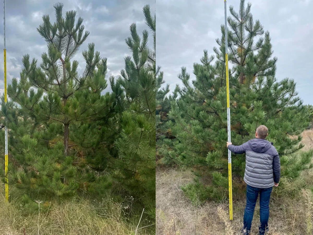 Сосна крымская 3-4 м 10-14 лет ком 70×60